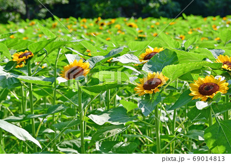 向日葵 69014813