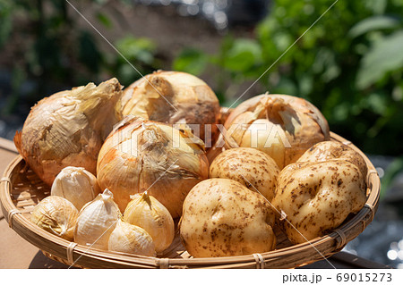 収穫した野菜の盛合せ　（6月）　家庭菜園　玉ねぎ‣ジャガイモ・にんにく 69015273