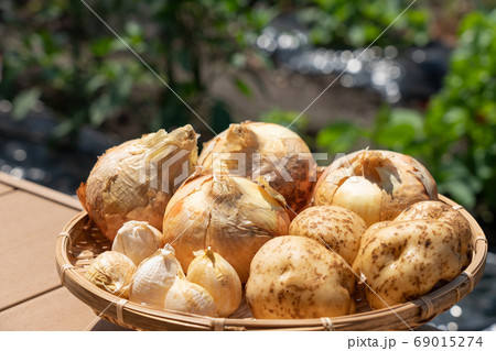 収穫した野菜の盛合せ　（6月）　家庭菜園　玉ねぎ‣ジャガイモ・にんにく 69015274