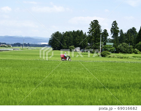 自然、風景、田園、写真　猛暑に田んぼのあぜ道を走る郵便配達員 69016682