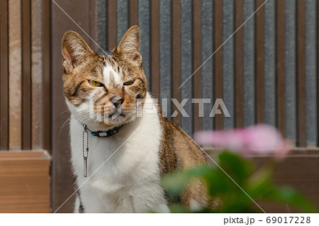 domestic young male japanese tabby cat is sitting at the front door house and in angry after the travelers try to take a photo. animal, pet and travel concept. 69017228