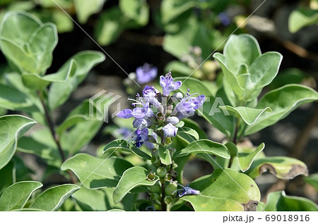 ハマゴウの花 69018916
