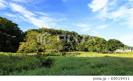 秋の草原関東の秘境小網代の森の晴れの写真素材