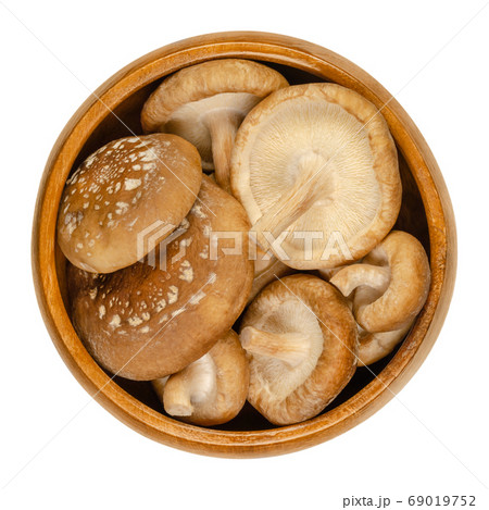 Fresh shiitake mushrooms in wooden bowl. Lentinula edodes, edible mushroom, native to East Asia, also used in traditional medicine. Close-up from above, isolated on white background, macro food photo. 69019752