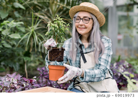 Portrait of cheerful retired gray haired woman gardener putting soil with green ficus plant into brown pot, while working in garden or modern greenhouse. Gardening and planting concept Portrait of cheerful retired gray haired woman gardener putting soil with green ficus plant into brown pot, while working in garden or modern greenhouse. Gardening and planting concept 69019973