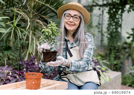 Portrait of smiling happy senior woman gardener in glasses, straw hat and working apron, sitting in beautiful hothouse and replanting green plant in the pot. Woman working in greenhouse Portrait of smiling happy senior woman gardener in glasses, straw hat and working apron, sitting in beautiful hothouse and replanting green plant in the pot. Woman working in greenhouse 69019974