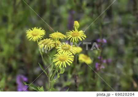 花 黄色 イエロー 69020204