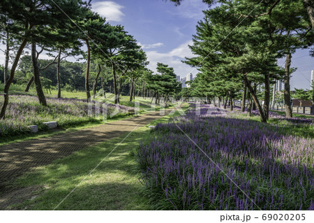 花 道 遊歩道 69020205
