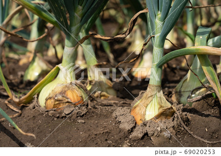 たまねぎ栽培　玉ねぎ畑　（5月） 69020253