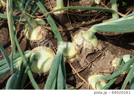 たまねぎ栽培 玉ねぎ畑 (5月) たまねぎ栽培 玉ねぎ畑 (5月) 69020261