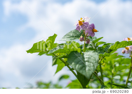 花咲くじゃがいも畑 5月 家庭菜園の写真素材