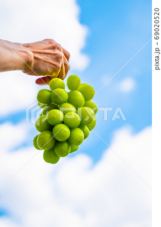 シャインマスカットと夏空 69020520