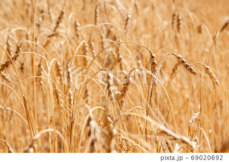 Golden wheat field, Agriculture farm and farming concept 69020692