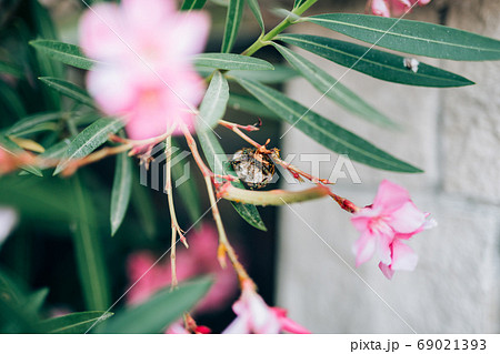 Wasp nest on oleander branches, with blooming pink flowers. Wasp nest on oleander branches, with blooming pink flowers. 69021393