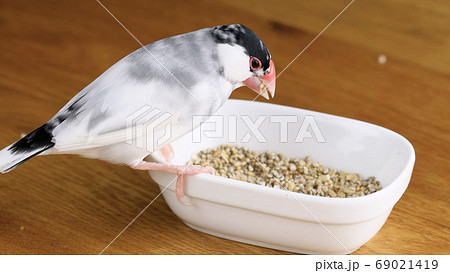 容器からエサを食べる桜文鳥のオス 容器からエサを食べる桜文鳥のオス 69021419