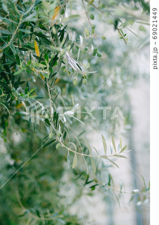 Blue-green leaves on branches of olive tree with berries. 69021449
