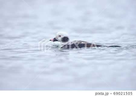 オスのコオリガモ（北海道） 69021505