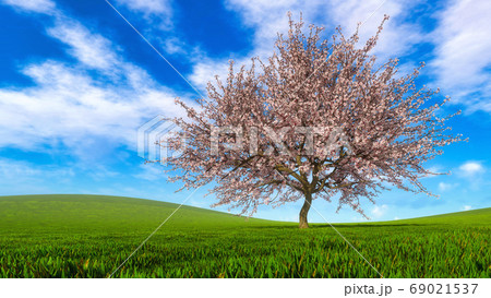 Landscape with single cherry tree in full blossom Landscape with single cherry tree in full blossom 69021537