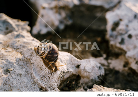 Two wedding rings on a shell of a living snail on a stone on a blurred background. 69021711