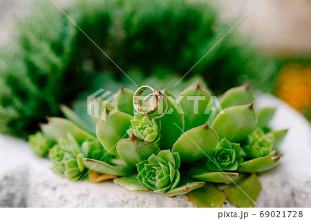 Close-up of wedding rings on the eonium plant on a blurred background. 69021728
