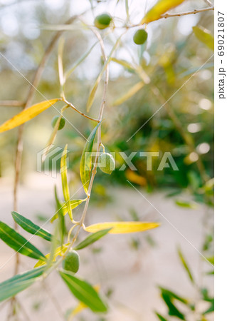 A close-up of green olive fruit on the branches of the tree among the foliage. 69021807