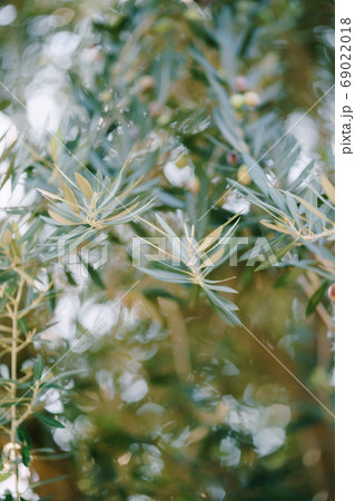 A close-up of blue fox trees on the branches. A small depth of field. 69022018