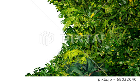 Tropical Plants Blank Frame 69022040