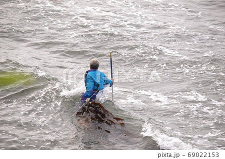 拾い昆布漁 海の中を歩く漁師 後ろ姿 拾い昆布漁 海の中を歩く漁師 後ろ姿 69022153
