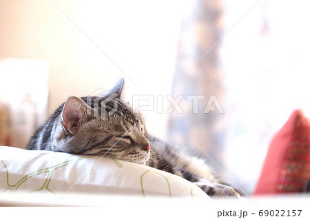 枕の上でお昼寝する猫 上半身アップ 枕の上でお昼寝する猫 上半身アップ 69022157