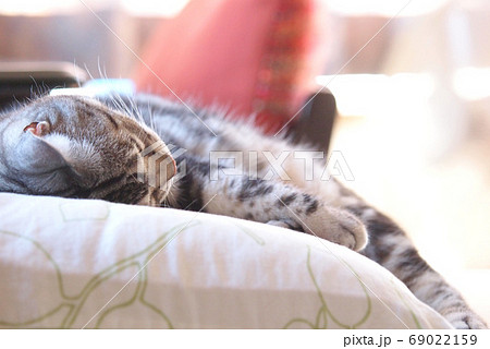 枕の上で熟睡する猫 全身アップ 枕の上で熟睡する猫 全身アップ 69022159