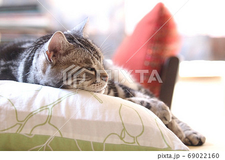 枕の上でうたた寝する猫 上半身アップ 枕の上でうたた寝する猫 上半身アップ 69022160