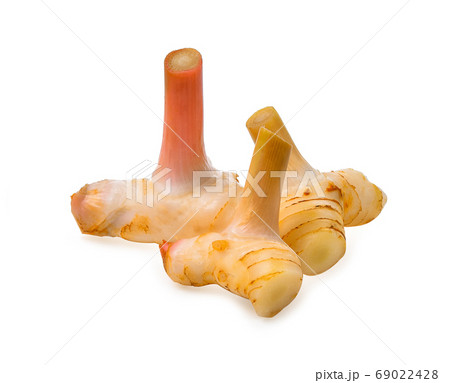 Galangal rhizomes isolated on white background Galangal rhizomes isolated on white background 69022428