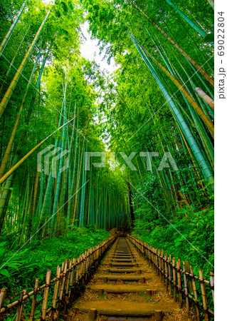 清々しい竹林ひよどり坂 69022804