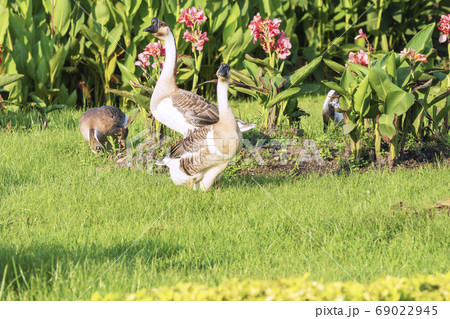 Family African goose walking in the garden on 69022945