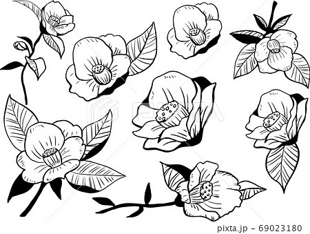 線画の椿の花のセット集のイラスト素材