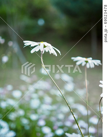 花 植物 コスモス 69023478