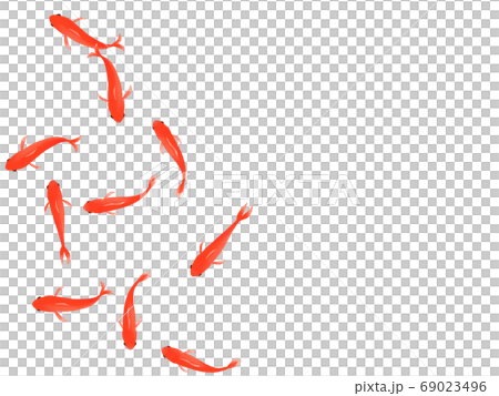 上から見た金魚のイラスト 69023496