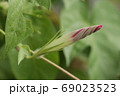 朝顔のつぼみ 69023523