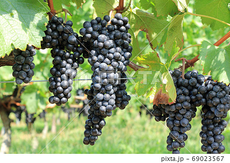 ワイン用ブドウ　メルロー 69023567