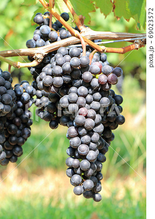 ワイン用ブドウ　メルロ 69023572