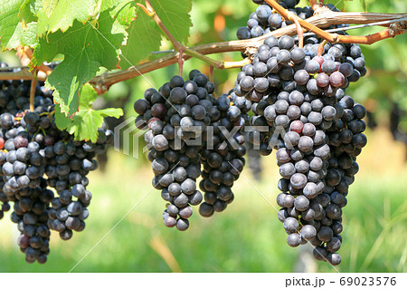 ワイン用ブドウ　メルロー 69023576