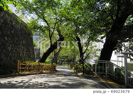 8月　品川330五反田公園の桜並木･池田山城南五山 69023679