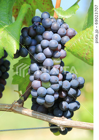 ワイン用ブドウ　ピノ・ノワール 69023707