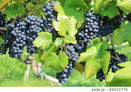 ワイン用ブドウ　ピノ・ノワール 69023776