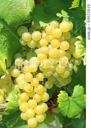 ワイン用ブドウ シャルドネ ワイン用ブドウ シャルドネ 69023919