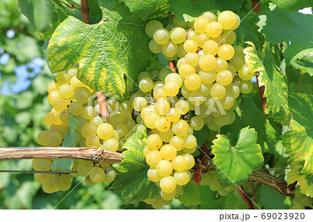ワイン用ブドウ シャルドネ ワイン用ブドウ シャルドネ 69023920