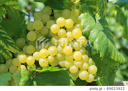 ワイン用ブドウ シャルドネ ワイン用ブドウ シャルドネ 69023922