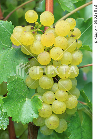 ワイン用ブドウ　シャルドネ 69023923