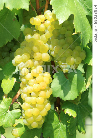 ワイン用ブドウ　シャルドネ 69023924