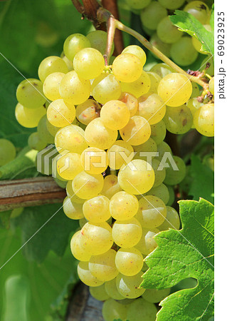 ワイン用ブドウ シャルドネ ワイン用ブドウ シャルドネ 69023925